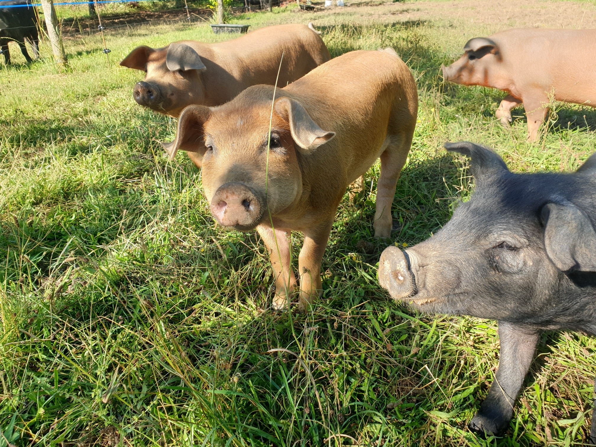 Cochons élevés en plein air à la ferme du Bélier Rouge